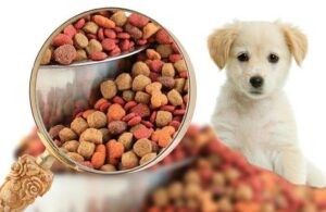 Read more about the article bestes hundefutter