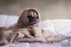 Read more about the article Bestätigen Sie den ruhigen Schlaf Ihres Hundes