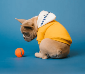 Read more about the article lustige Zeit für Ihren Hund